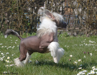 Bella på språng